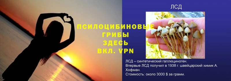 Псилоцибиновые грибы GOLDEN TEACHER  Жуковский 